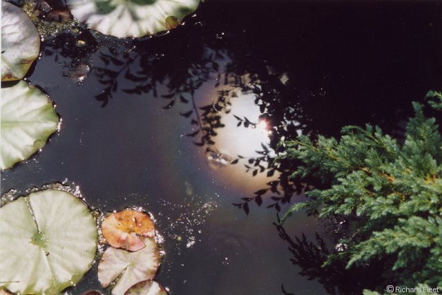 Corona reflected in a pond