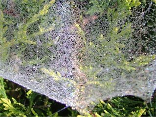 Dewbow on a dense spider web