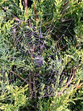 Weak dewbow in spider web