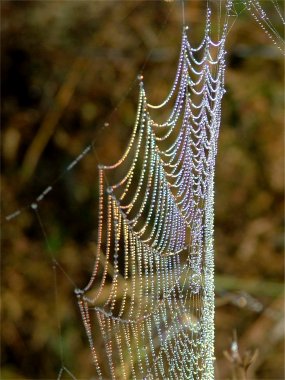 Dewbow on a spider web