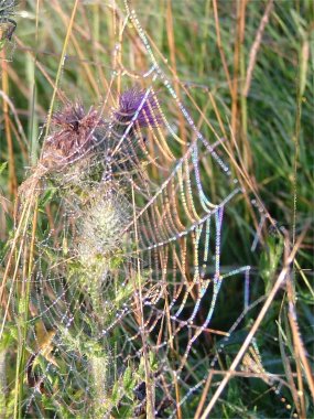 Spider web with dewbow colours