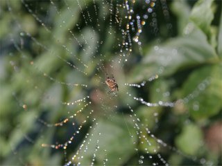 Dew drops highlight spider web