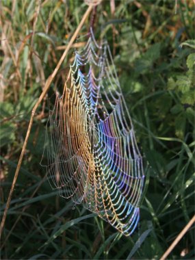 Rainbow colours on a spiderweb