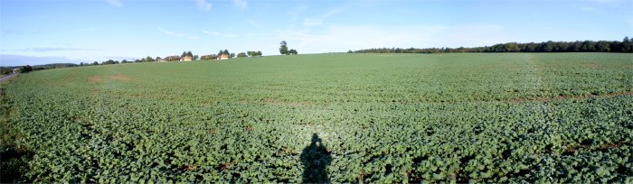 Heiligenschein and dewbow on crops