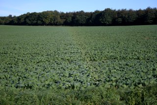 Section of dewbow on crops