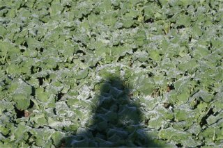 Heiligenschein on crop leaves