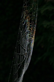 Dew covered spider web