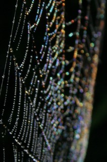 Dew covered spider web