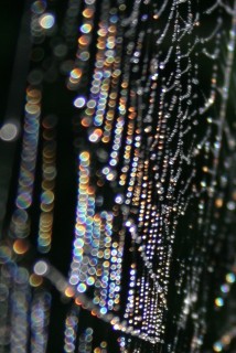 Out of focus colours on spider web dew