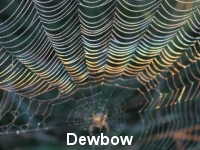 Dewbow