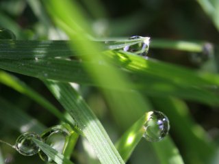 Guttation drops on grass