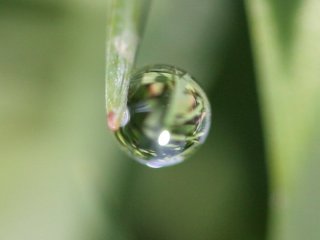 Specular reflection off a guttation drop