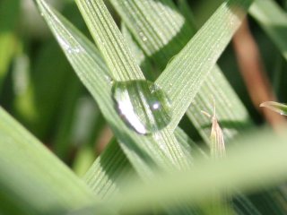 Distorted dewdrop