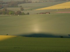 Heiligenschein on crops