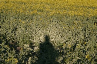 Heiligenschein on leaves