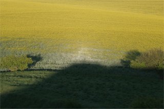 Heiligenschein from a ridge