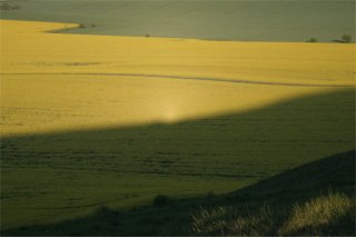 Heiligenschein on oilseed