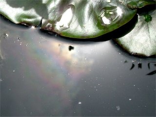 Reflected in water