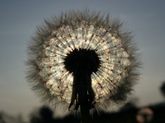 Dandelion scattering