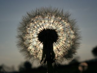 Dandelion scattering