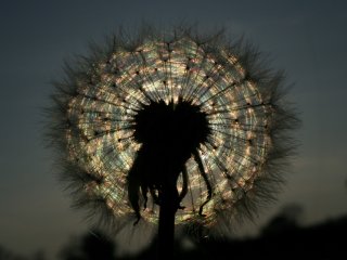 Dandelion scattering