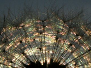 Dandelion scattering