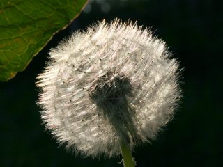 Dandelion scattering