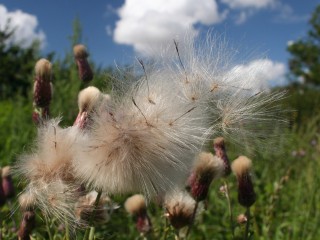 Thistle scattering