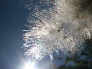 Thistle scattering