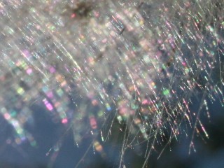 Thistle scattering