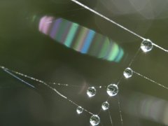 Diffraction in spider webs