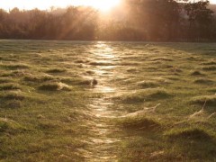 Spider web glitter path