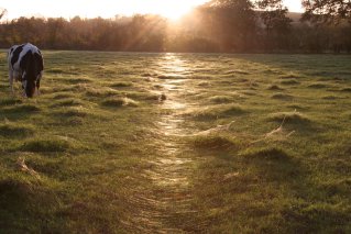 Spider web glitter path