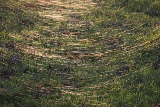 Spider web glitter path