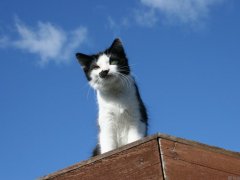 Scattering and the blue sky