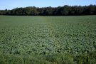 Dewbow on Crops