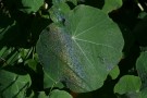 Dewbow on Leaves