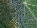 Dewbow on Leaves