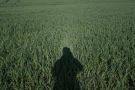 Heiligenschein on Wheat