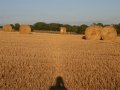 Opposition Effect on Stubble