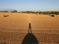 Opposition Effect on Stubble